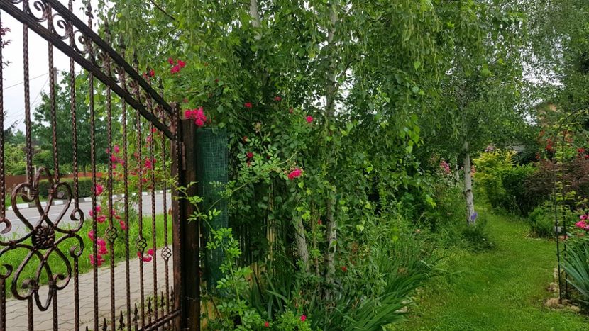  - 2019 Gradina Rozelor