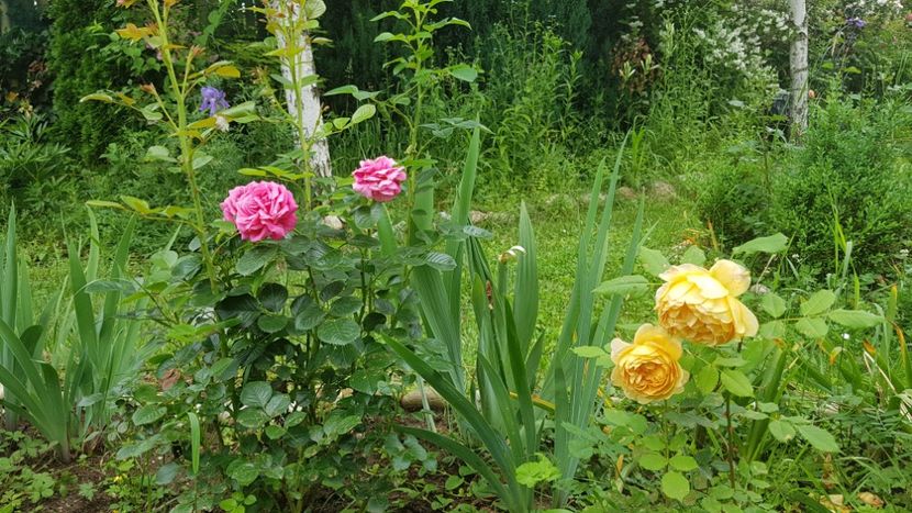  - 2019 Gradina Rozelor