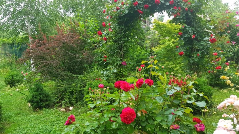  - 2019 Gradina Rozelor