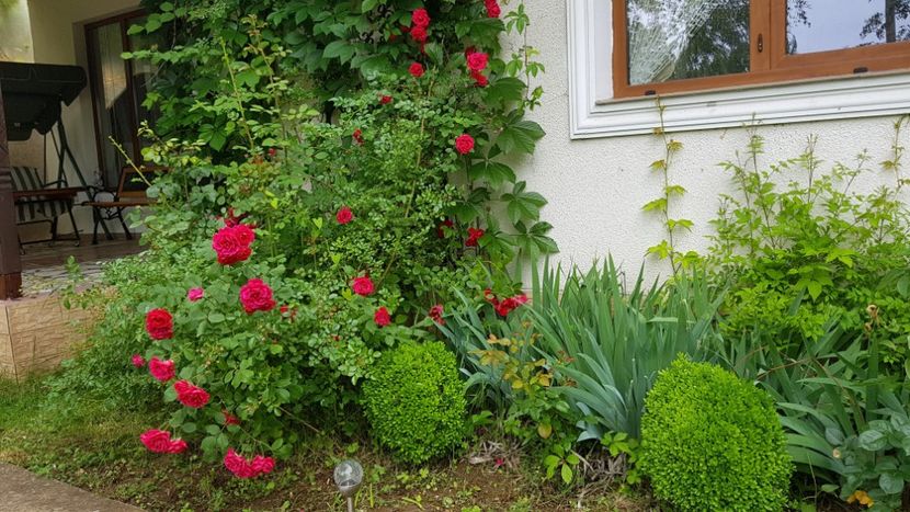  - 2019 Gradina Rozelor