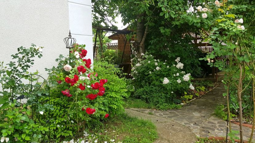  - 2019 Gradina Rozelor
