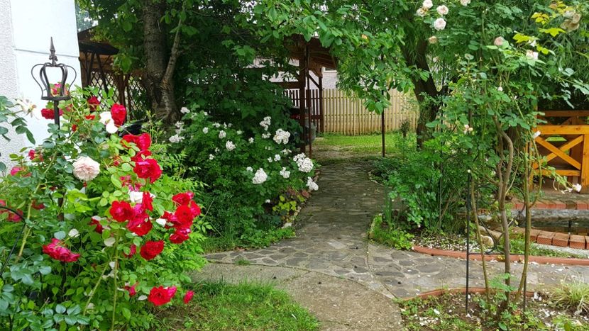  - 2019 Gradina Rozelor