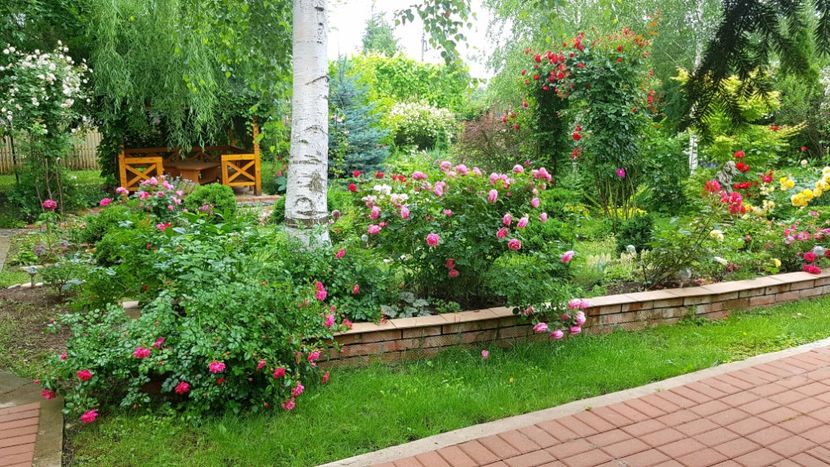  - 2019 Gradina Rozelor