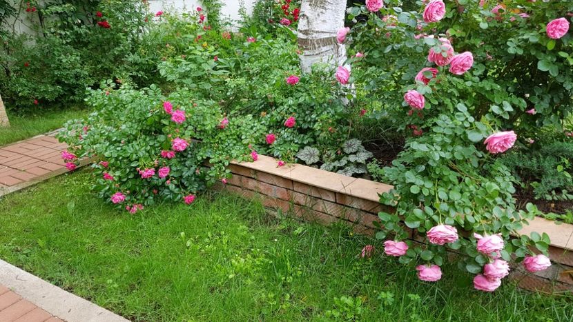  - 2019 Gradina Rozelor
