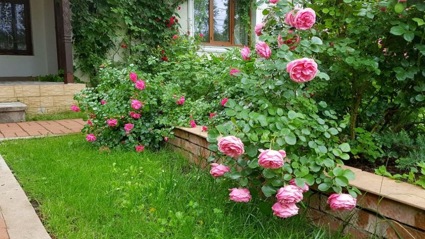  - 2019 Gradina Rozelor