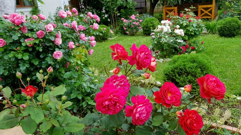  - 2019 Gradina Rozelor