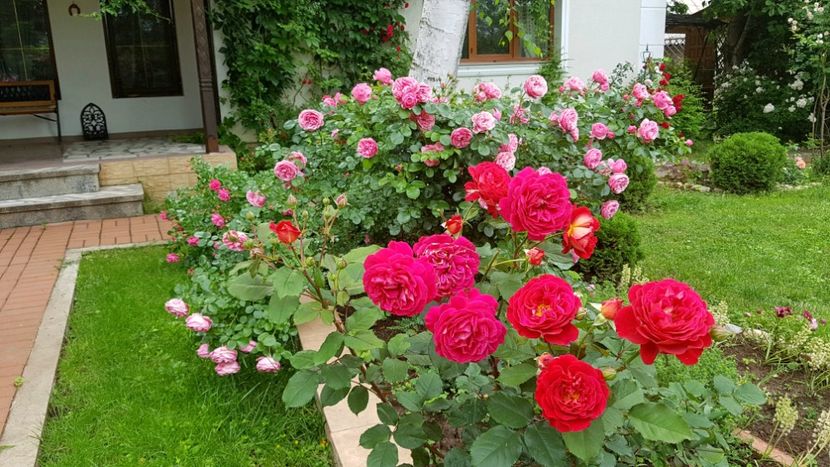  - 2019 Gradina Rozelor