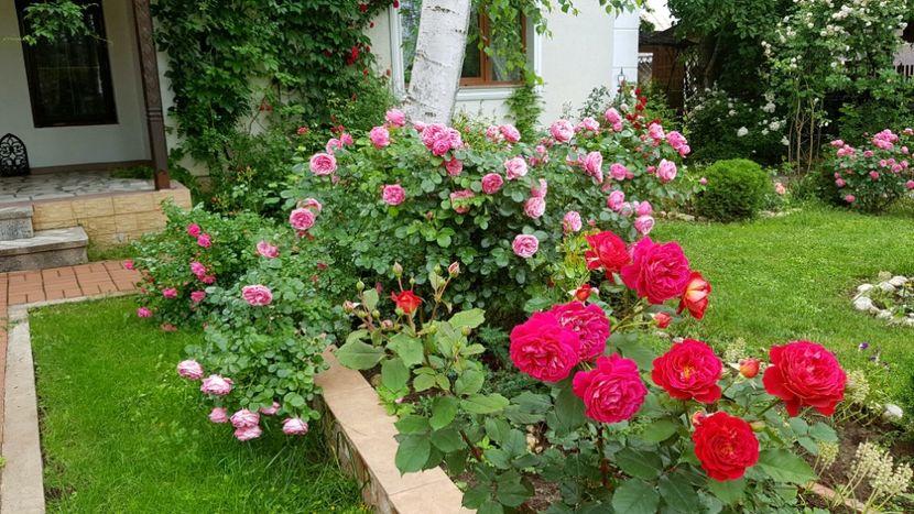  - 2019 Gradina Rozelor