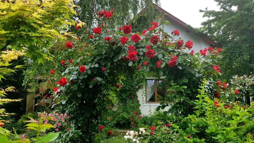  - 2019 Gradina Rozelor