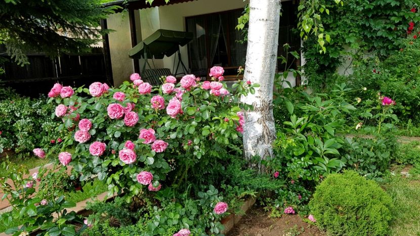 - 2019 Gradina Rozelor