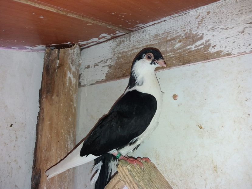 6884  mascul  2019 - Plecați ALBUM 2