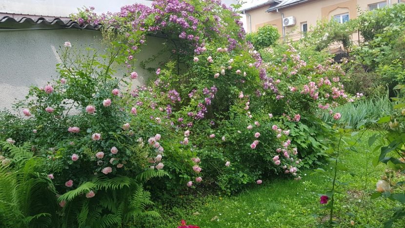  - 2019 Iunie Idilic Garden