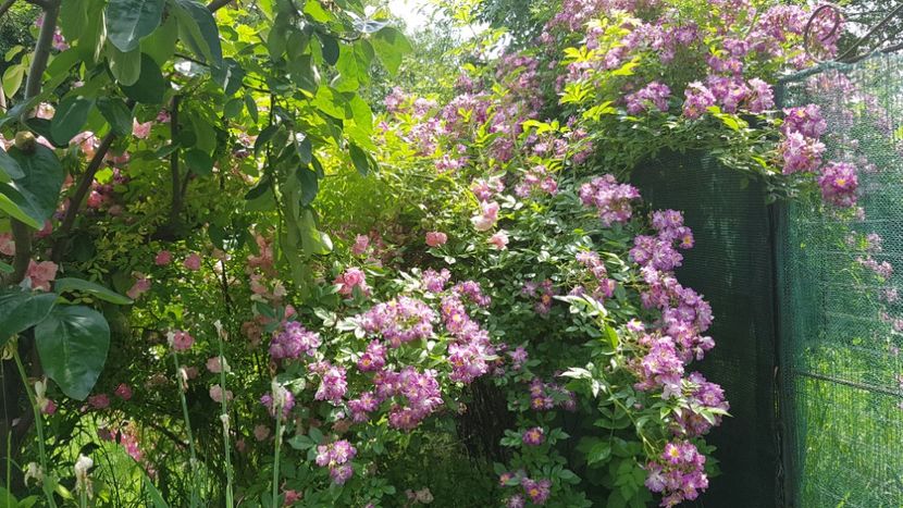  - 2019 Iunie Idilic Garden