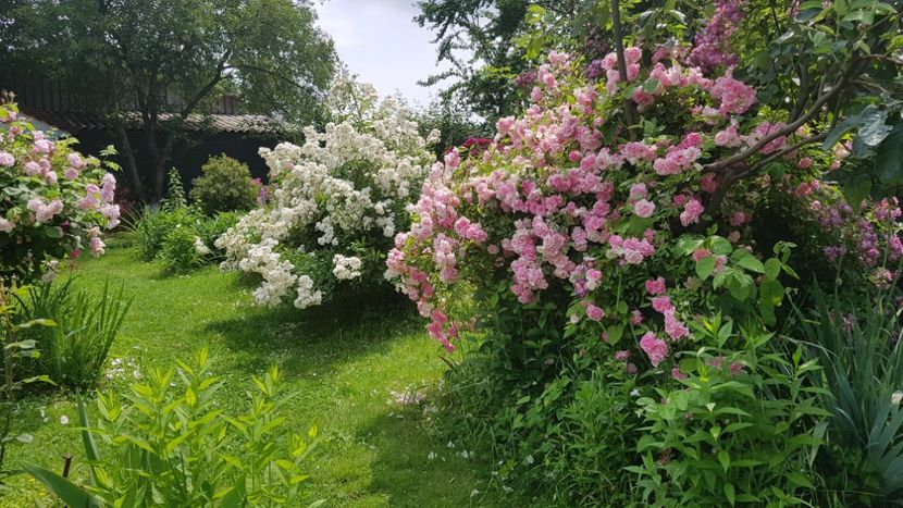  - 2019 Iunie Idilic Garden
