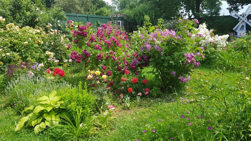  - 2019 Iunie Idilic Garden