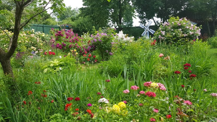  - 2019 Iunie Idilic Garden