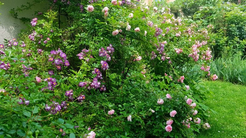  - 2019 Iunie Idilic Garden