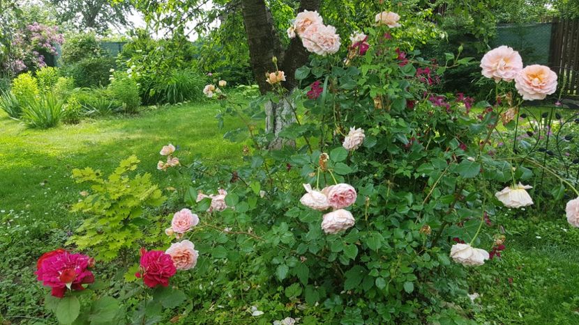 Abraham Darby - 2019 Iunie Idilic Garden