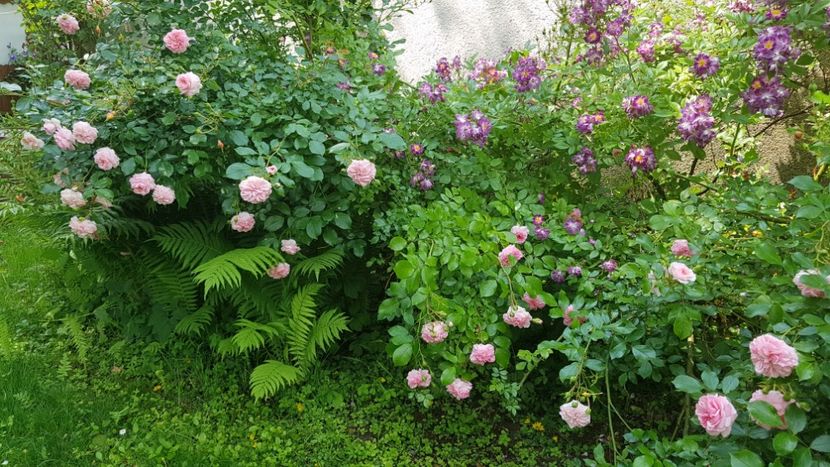  - 2019 Iunie Idilic Garden