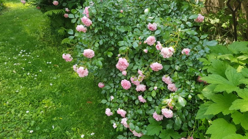 Larissa - 2019 Iunie Idilic Garden