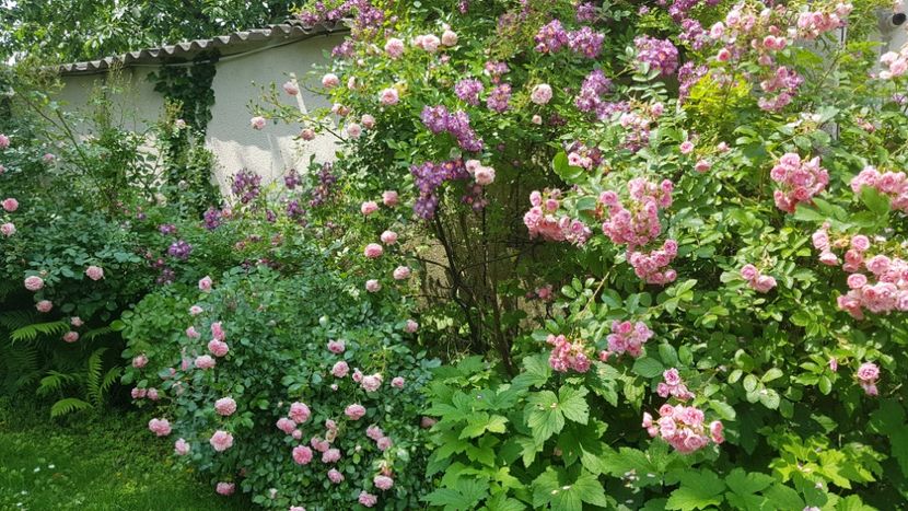  - 2019 Iunie Idilic Garden