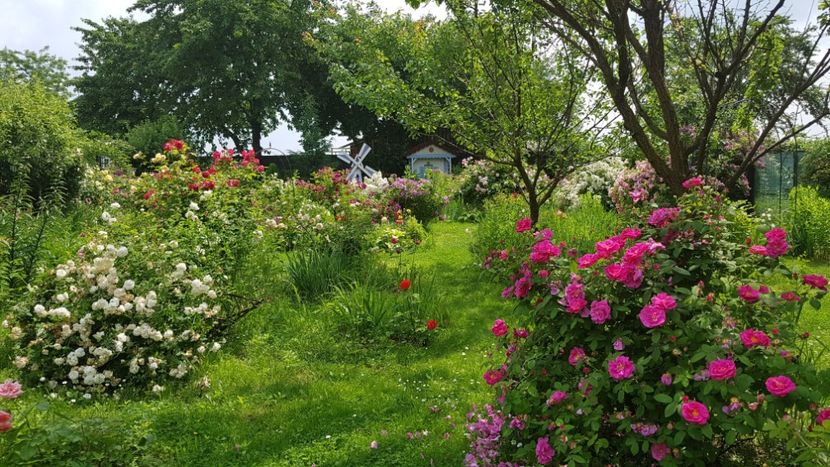  - 2019 Iunie Idilic Garden