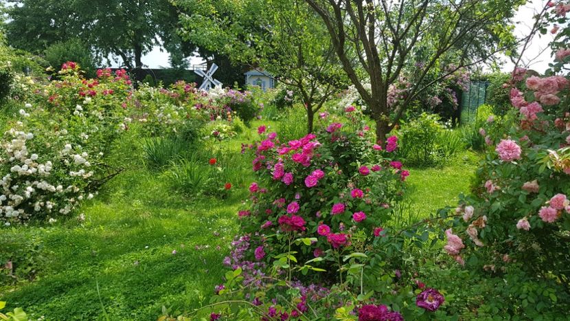 - 2019 Iunie Idilic Garden