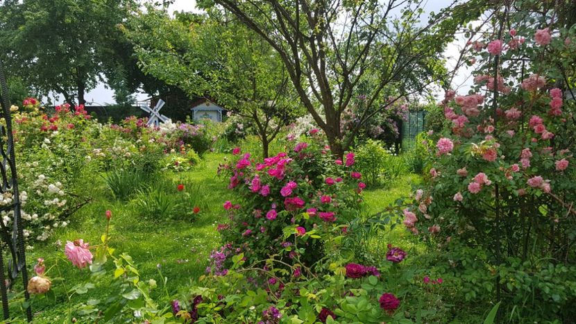  - 2019 Iunie Idilic Garden