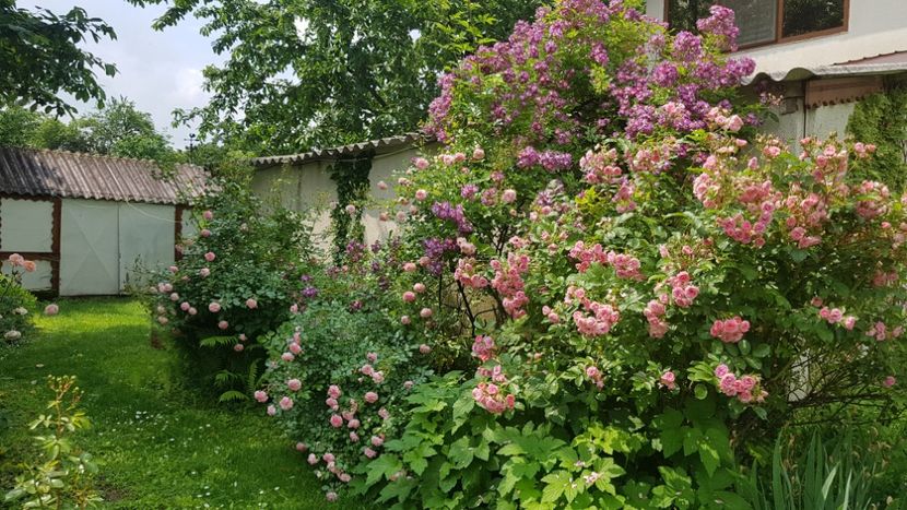  - 2019 Iunie Idilic Garden