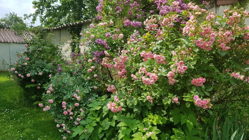  - 2019 Iunie Idilic Garden