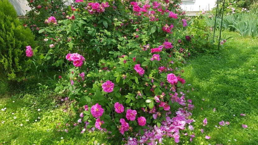  - 2019 Iunie Idilic Garden
