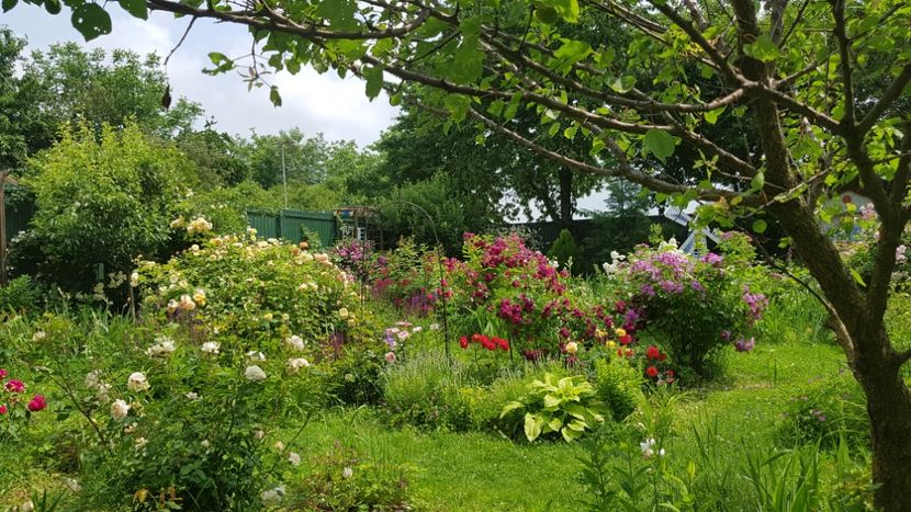  - 2019 Iunie Idilic Garden