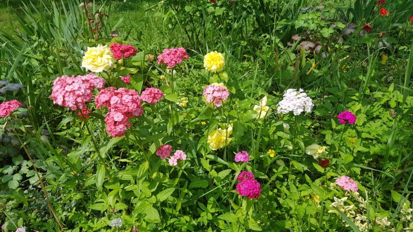 - 2019 Iunie Idilic Garden