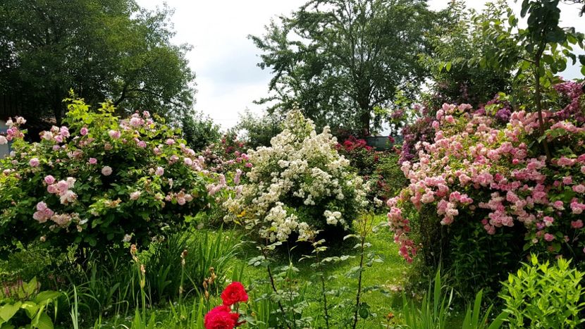  - 2019 Iunie Idilic Garden