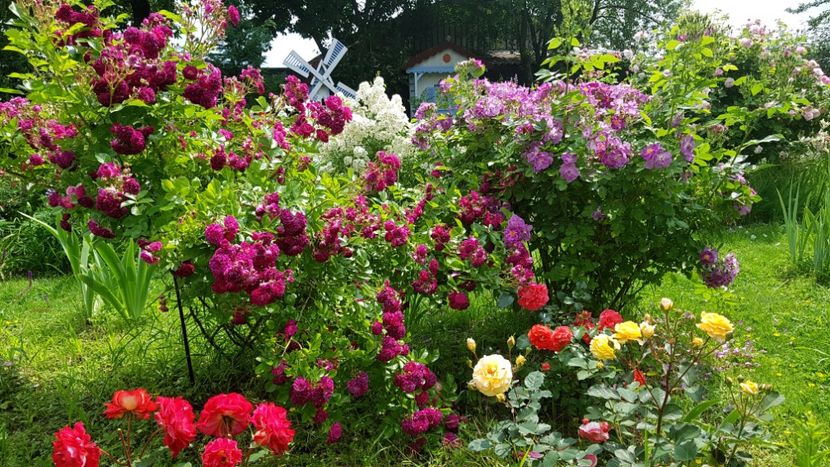  - 2019 Iunie Idilic Garden