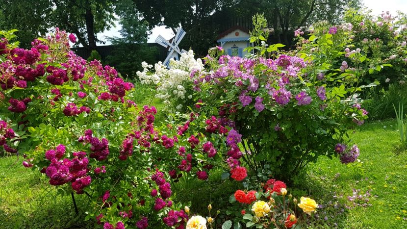  - 2019 Iunie Idilic Garden
