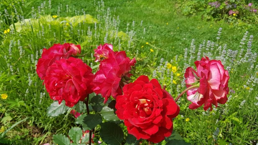 Dr Massad - 2019 Iunie Idilic Garden
