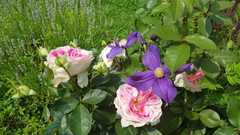 Guernsay - 2019 Iunie Idilic Garden
