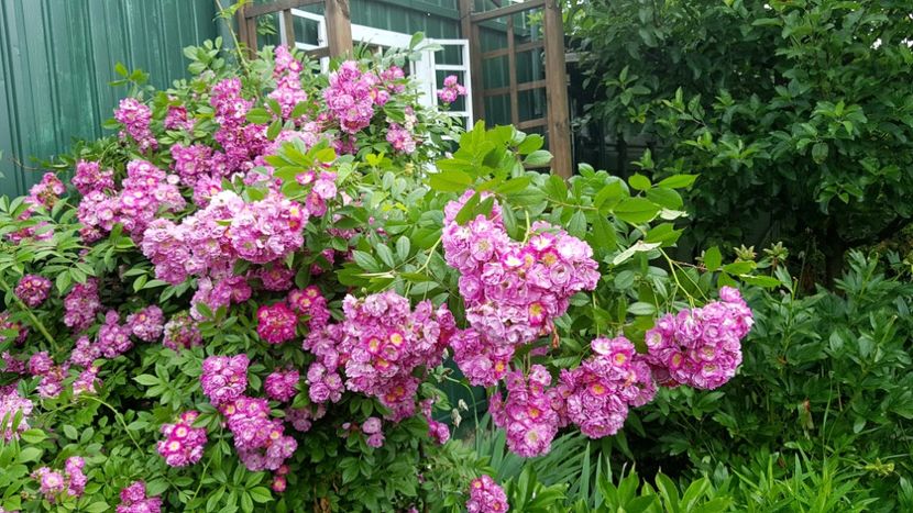  - 2019 Iunie Idilic Garden