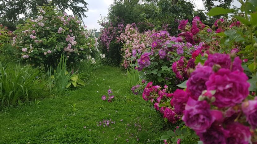  - 2019 Iunie Idilic Garden
