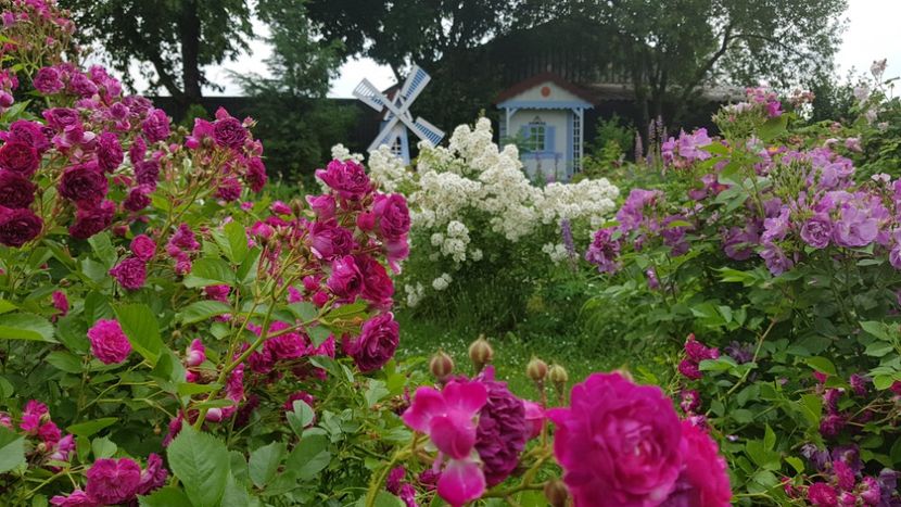  - 2019 Iunie Idilic Garden