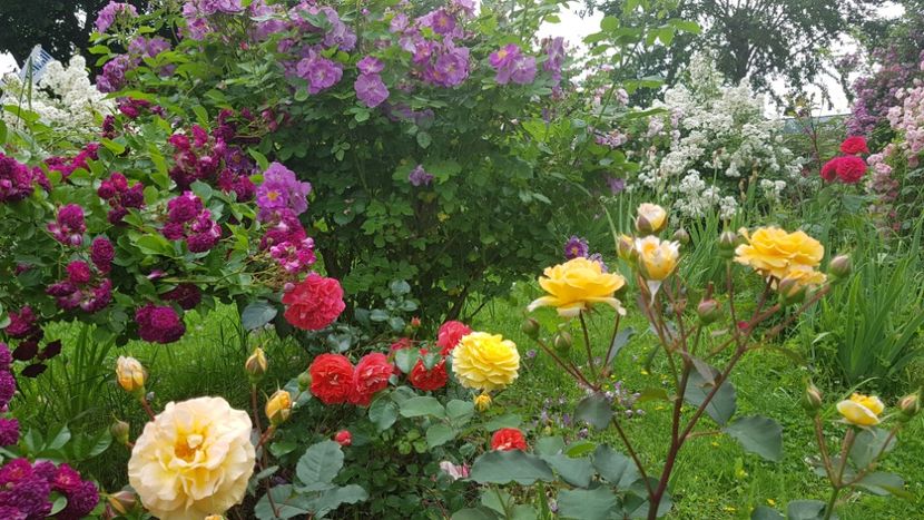 Rose de gerberou - 2019 Iunie Idilic Garden