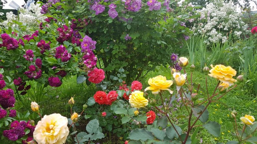  - 2019 Iunie Idilic Garden