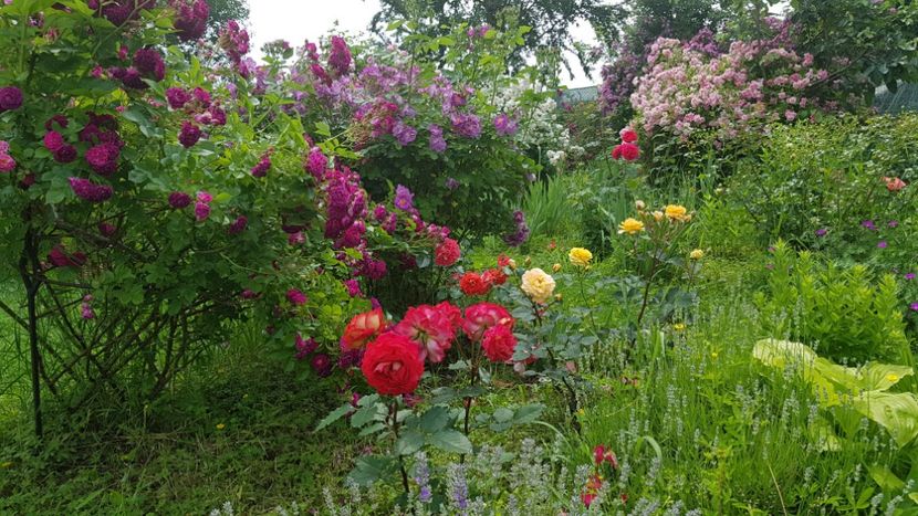  - 2019 Iunie Idilic Garden