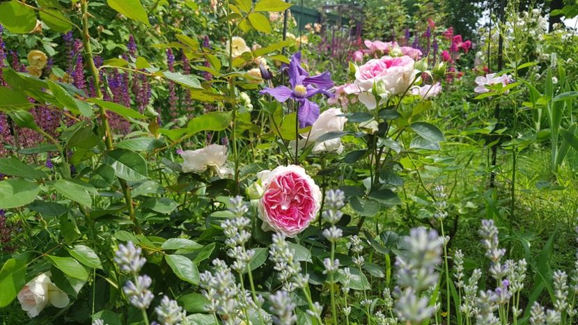  - 2019 Iunie Idilic Garden