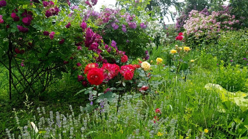  - 2019 Iunie Idilic Garden