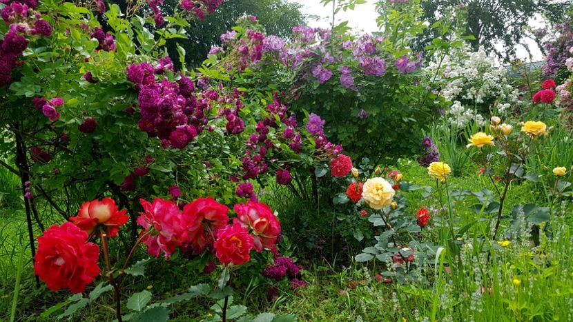  - 2019 Iunie Idilic Garden