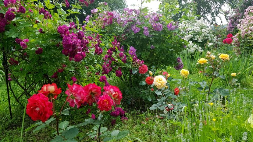  - 2019 Iunie Idilic Garden