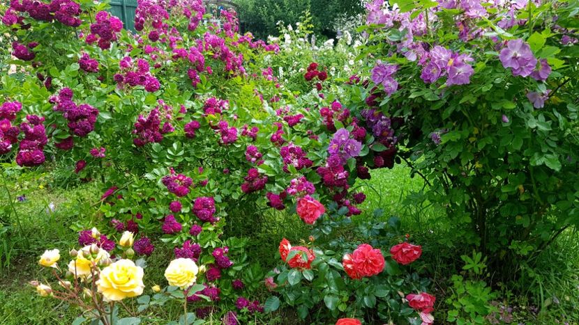  - 2019 Iunie Idilic Garden