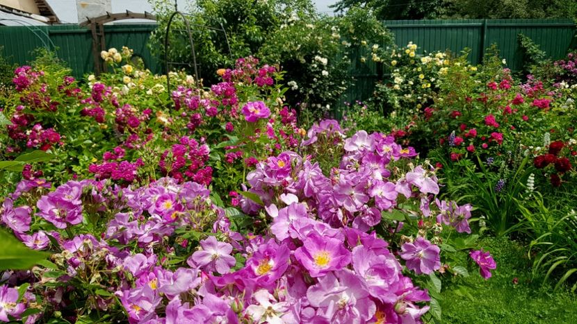  - 2019 Iunie Idilic Garden